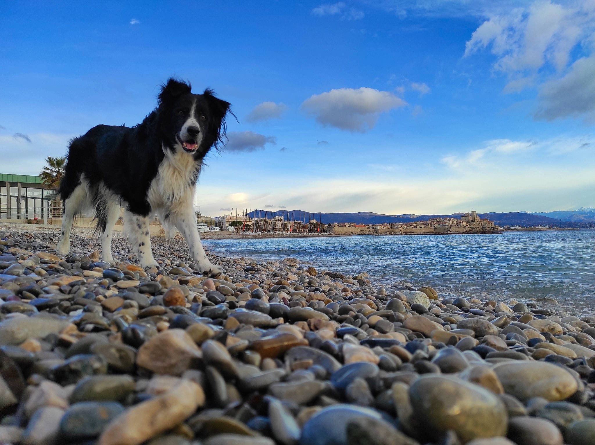 Tiago participe au concours pour gagner de l'argent avec cette photo : beach, border_collie, carnivore, cloud, coastal_and_oceanic_landforms, companion_dog, dog, dog_breed, herding_dog, horizon, lake, ocean, pebble, rock, sky, sporting_group, water, wave, wind_wave, window