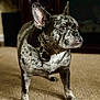 Bella is registered to the contest to win money with this photo: dog, french_bulldog, brindle, pet, animal, indoor, carpet, ears, alert, standing, fur, closeup, portrait, canine, domestic, mammal, looking_away, household, companion, cute