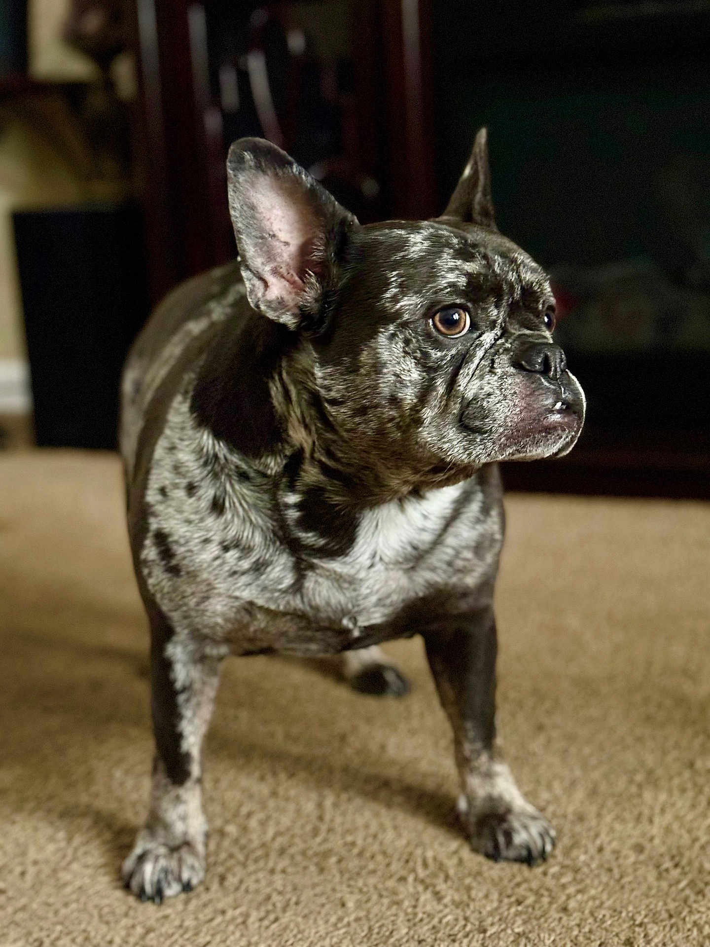 Bella is registered to the contest to win money with this photo: dog, french_bulldog, brindle, pet, animal, indoor, carpet, ears, alert, standing, fur, closeup, portrait, canine, domestic, mammal, looking_away, household, companion, cute