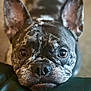 Bella joined the competition — help win amazing prizes! dog, french_bulldog, brindle, close_up, pet, animal, ears, face, snout, leisure, indoor, looking_up, cute, expression, resting, fur, portrait, canine, companion, domestic