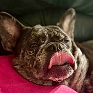 Bella joined the competition — help win amazing prizes! dog, french_bulldog, brindle, tongue_out, resting, cushion, pink, close_up, pet, animal, sleepy, indoor, cute, relaxed, face, ears, snout, fur, portrait, companion