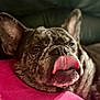 dog, french_bulldog, brindle, tongue_out, resting, cushion, pink, close_up, pet, animal, sleepy, indoor, cute, relaxed, face, ears, snout, fur, portrait, companion