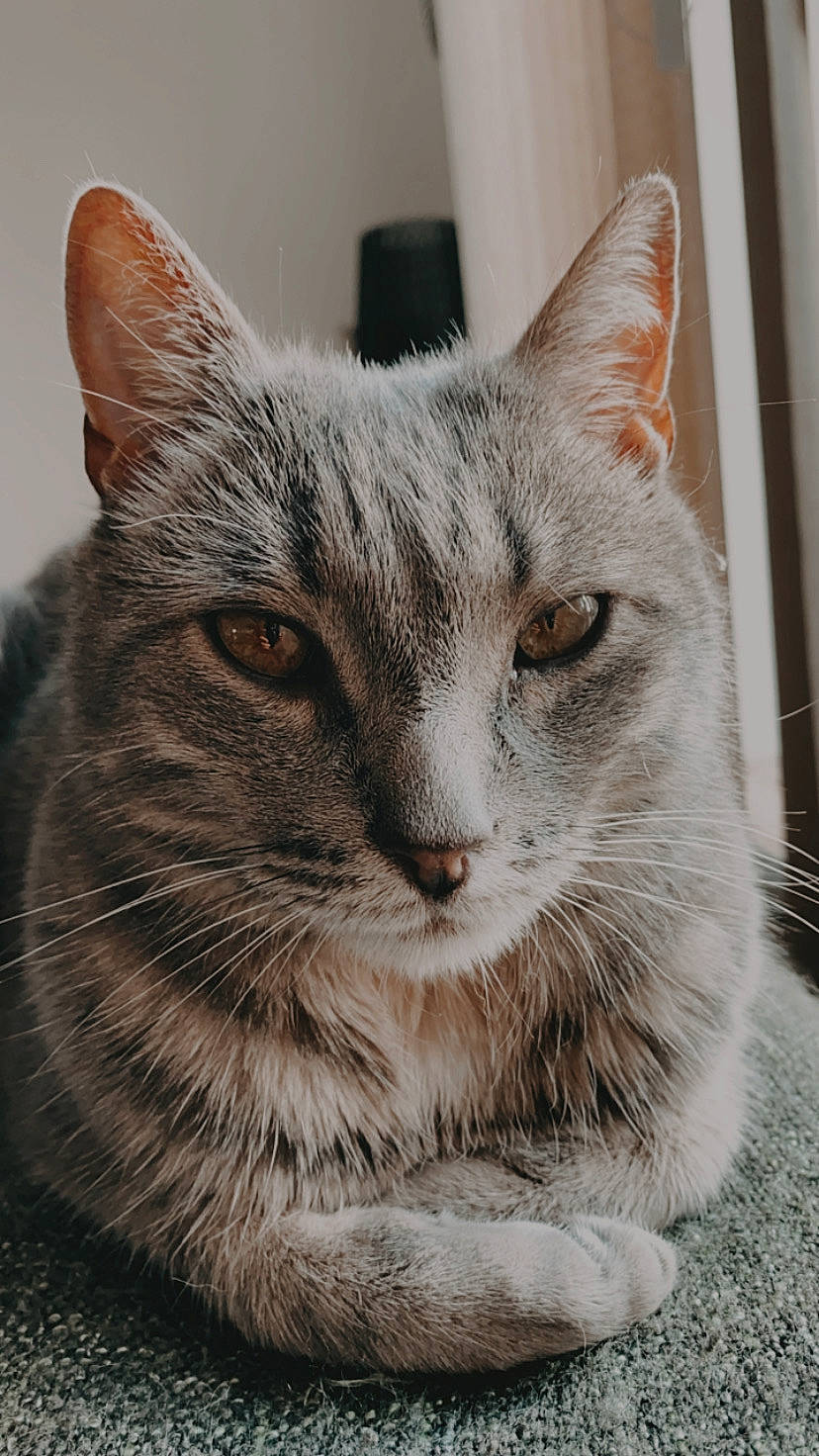 Hector a rejoint le concours — aidez-le/la à gagner de superbes lots ! aegean_cat, american_shorthair, american_wirehair, asian, carnivore, cat, close_up, domestic_short_haired_cat, dragon_li, egyptian_mau, european_shorthair, eye, felidae, fur, mammal, nose, small_to_medium_sized_cats, snout, tabby_cat, whiskers