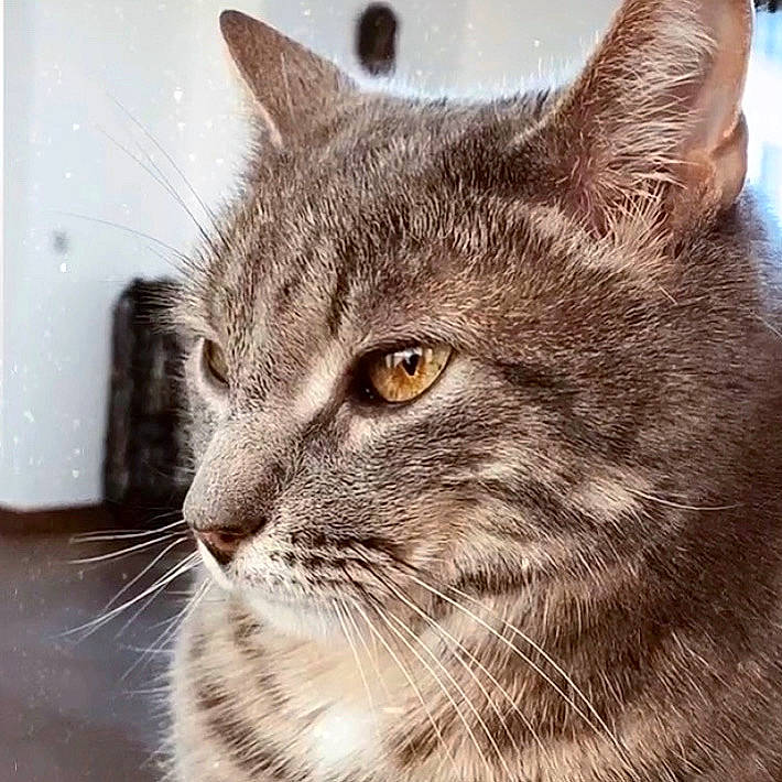 Hector participe au concours pour gagner de l'argent avec cette photo : aegean_cat, american_shorthair, asian, british_semi_longhair, carnivore, cat, close_up, domestic_short_haired_cat, dragon_li, european_shorthair, eye, felidae, fur, mammal, small_to_medium_sized_cats, snout, tabby_cat, vertebrate, whiskers, wild_cat