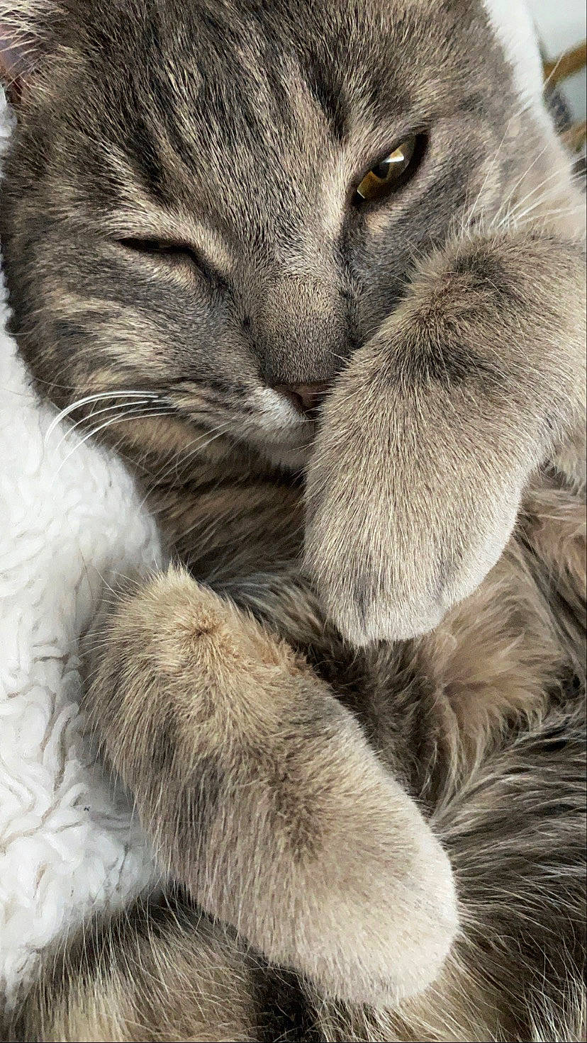 Hector participe au concours pour gagner de l'argent avec cette photo : carnivore, cat, claw, close_up, ear, european_shorthair, felidae, fur, kitten, nap, nose, paw, polydactyl_cat, sleep, small_to_medium_sized_cats, snout, tabby_cat, whiskers