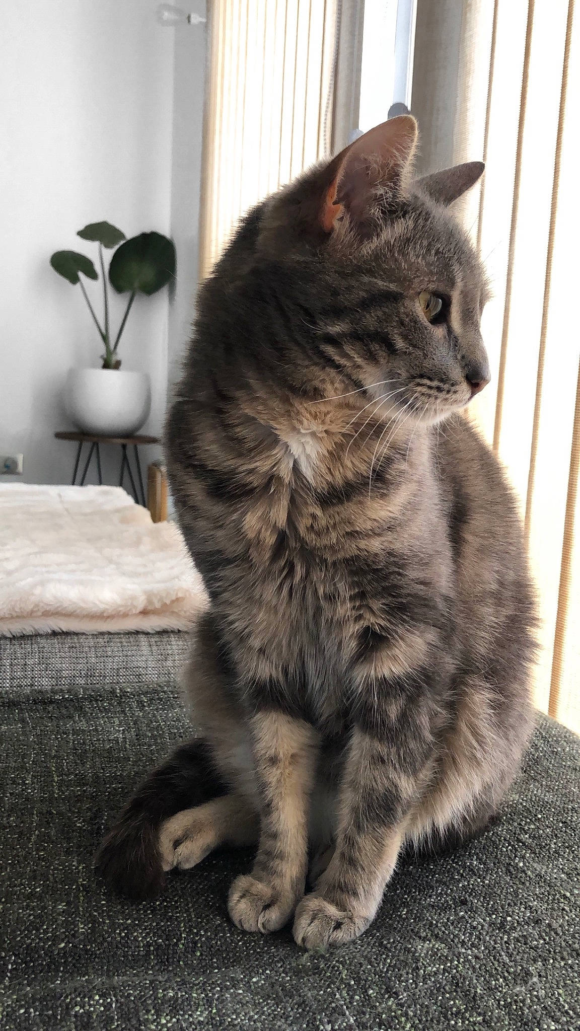 Hector a rejoint le concours — aidez-le/la à gagner de superbes lots ! asian, british_semi_longhair, carnivore, cat, cymric, domestic_long_haired_cat, domestic_short_haired_cat, dragon_li, european_shorthair, felidae, fur, kitten, kurilian_bobtail, mammal, nebelung, polydactyl_cat, small_to_medium_sized_cats, tabby_cat, vertebrate, whiskers