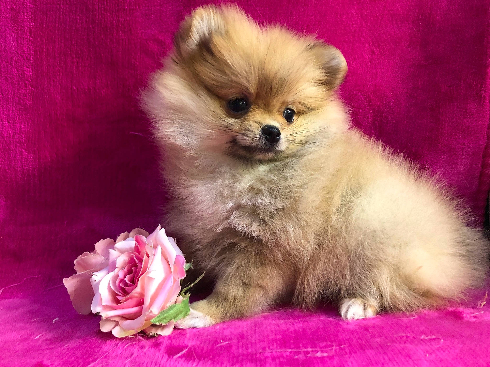 Romy a rejoint le concours — aidez-le/la à gagner de superbes lots ! ancient_dog_breeds, canidae, carnivore, companion_dog, dog, dog_breed, fawn, german_spitz, german_spitz_klein, german_spitz_mittel, mammal, non_sporting_group, pomeranian, puppy, spitz, toy_dog, vertebrate, volpino_italiano