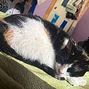 Rosie joined the competition — help win amazing prizes! cat, calico_cat, sleeping, resting, feline, pet, indoor, blanket, cozy, fur, whiskers, paw, home, bedroom, soft_texture, curled_up, animal, cute, relaxation, domestic_cat