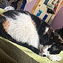 cat, calico_cat, sleeping, resting, feline, pet, indoor, blanket, cozy, fur, whiskers, paw, home, bedroom, soft_texture, curled_up, animal, cute, relaxation, domestic_cat