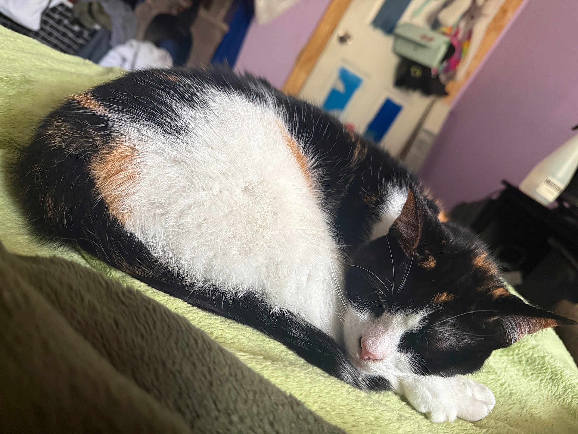 Rosie joined the competition — help win amazing prizes! cat, calico_cat, sleeping, resting, feline, pet, indoor, blanket, cozy, fur, whiskers, paw, home, bedroom, soft_texture, curled_up, animal, cute, relaxation, domestic_cat