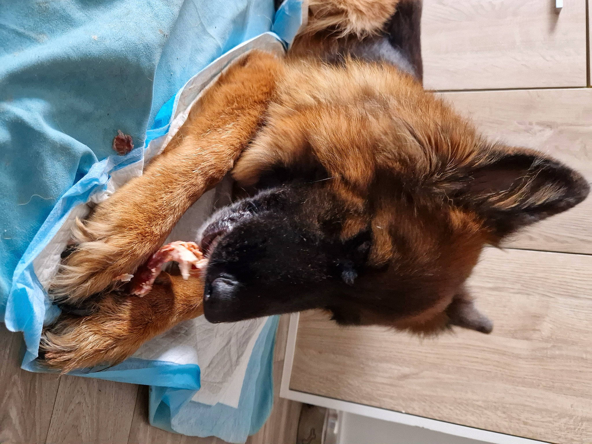 Naiade participe au concours pour gagner de l'argent avec cette photo : canidae, carnivore, claw, companion_dog, dog, dog_breed, ear, fawn, fur, german_shepherd_dog, liver, natural_material, old_german_shepherd_dog, paw, snout, sporting_group, tail, wood, working_animal