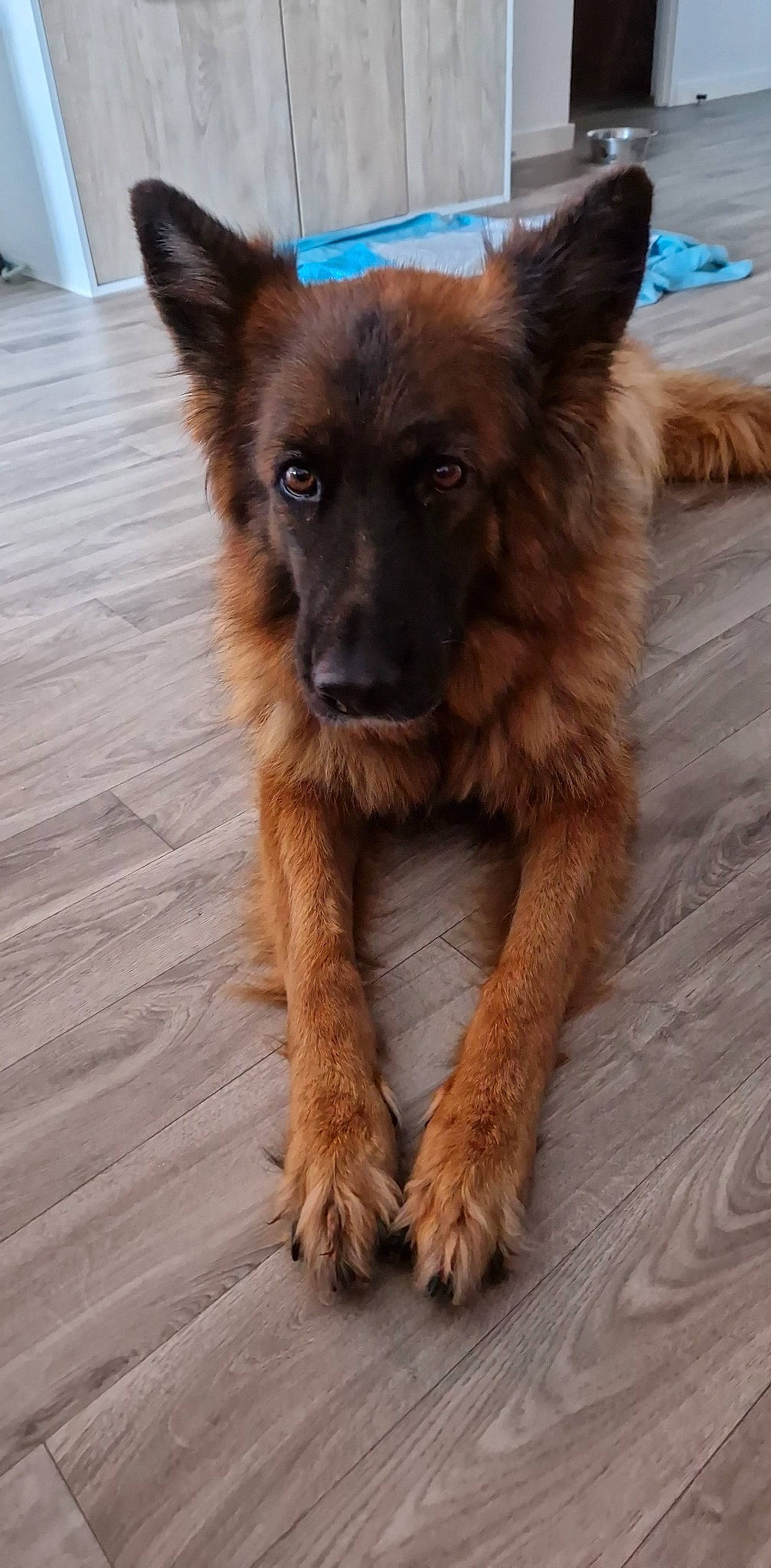 Naiade participe au concours pour gagner de l'argent avec cette photo : canidae, carnivore, companion_dog, dog, dog_breed, dog_supply, fawn, flooring, fur, german_shepherd_dog, hardwood, herding_dog, liver, snout, sporting_group, terrestrial_animal, whiskers, wood, working_animal, working_dog