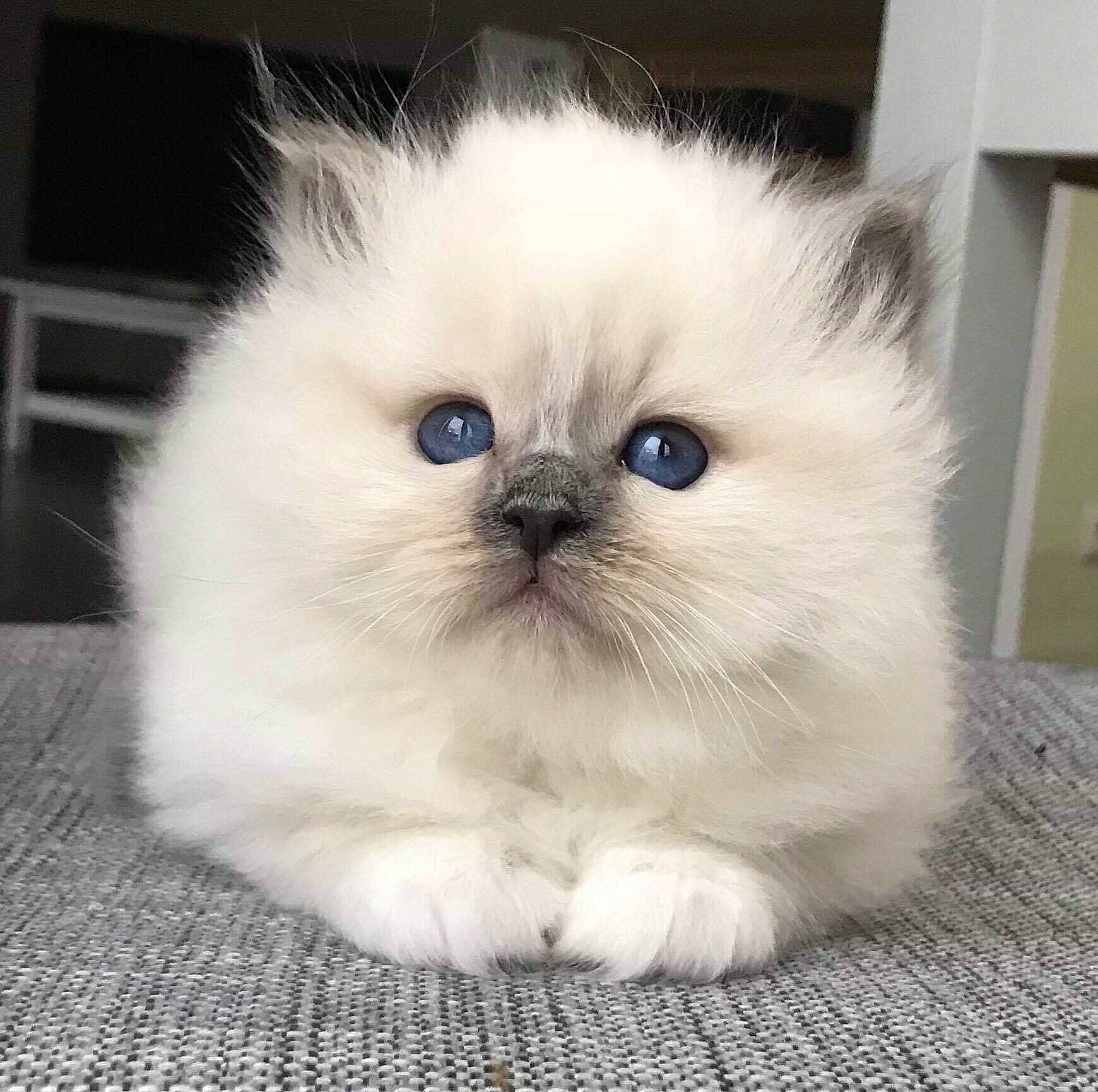 Miami a rejoint le concours — aidez-le/la à gagner de superbes lots ! birman, carnivore, cat, companion_dog, dog_breed, electric_blue, eye, fawn, felidae, fur, head, iris, non_sporting_group, persian, small_to_medium_sized_cats, snout, whiskers