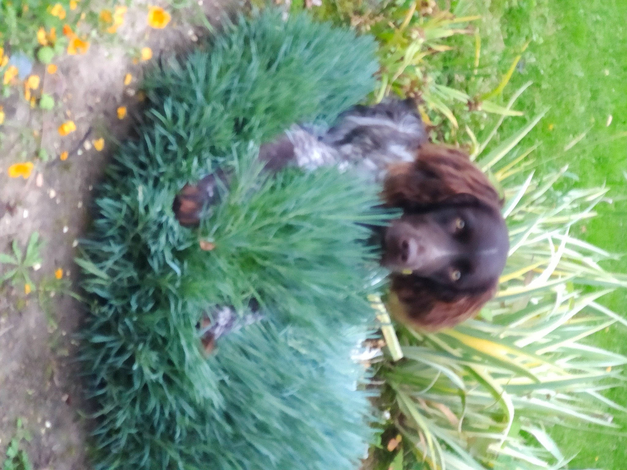 Roger a rejoint le concours — aidez-le/la à gagner de superbes lots ! annual_plant, aquatic_plant, conifer, event, evergreen, feather, fur, grass, groundcover, herb, larch, organism, plant, snout, tail, terrestrial_animal, terrestrial_plant, tree, twig, whiskers