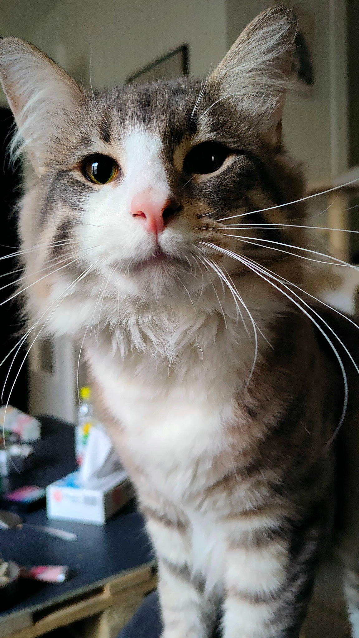 Haku a rejoint le concours — aidez-le/la à gagner de superbes lots ! box, carnivore, cat, claw, collar, domestic_short_haired_cat, felidae, fur, iris, paw, small_to_medium_sized_cats, snout, whiskers, window