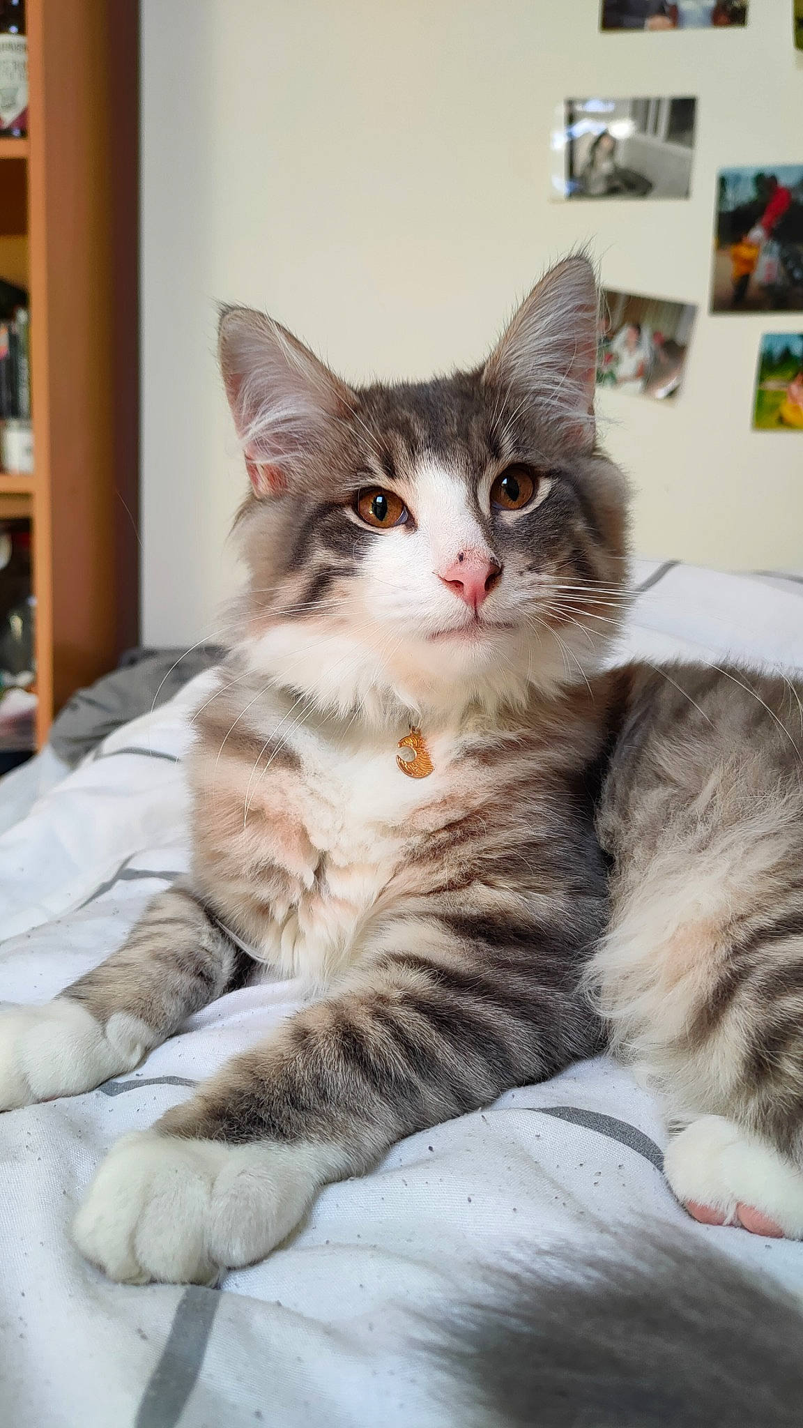 Haku participe au concours pour gagner de l'argent avec cette photo : bookcase, carnivore, cat, claw, comfort, domestic_short_haired_cat, felidae, fur, paw, picture_frame, shelf, shelving, sitting, small_to_medium_sized_cats, snout, tail, terrestrial_animal, whiskers, window