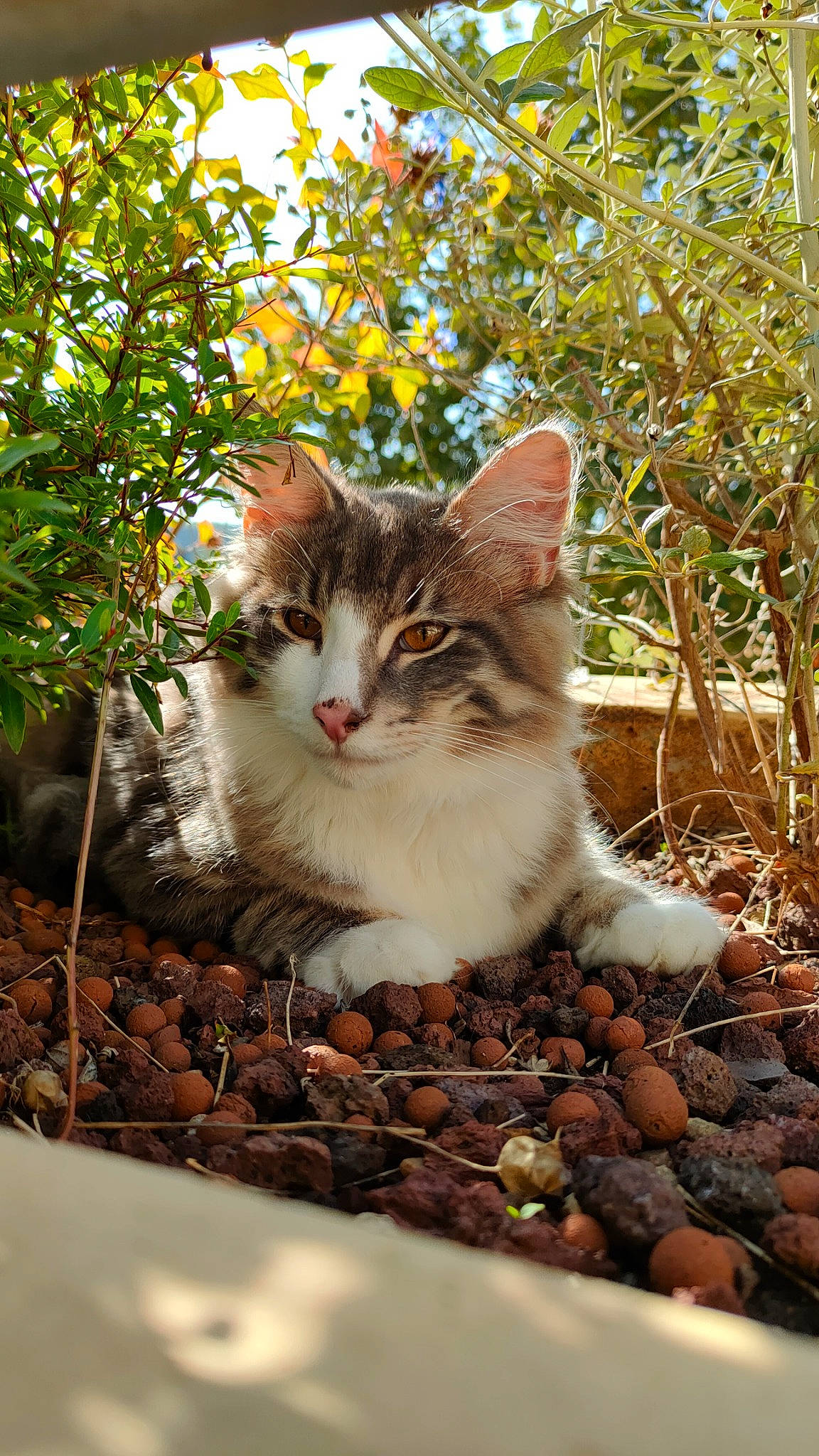 Haku a rejoint le concours — aidez-le/la à gagner de superbes lots ! carnivore, cat, domestic_short_haired_cat, fawn, felidae, fur, grass, landscape, mammal, morning, plant, small_to_medium_sized_cats, snout, soil, sunlight, tree, twig, vertebrate, whiskers, wood