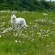 Viking a rejoint le concours — aidez-le/la à gagner de superbes lots ! dog, white_dog, meadow, flowers, daisies, grass, greenery, outdoor, nature, animal, canine, field, plants, summer, sunny, peaceful, scenery, wildflowers, trees, happy