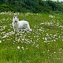dog, white_dog, meadow, flowers, daisies, grass, greenery, outdoor, nature, animal, canine, field, plants, summer, sunny, peaceful, scenery, wildflowers, trees, happy
