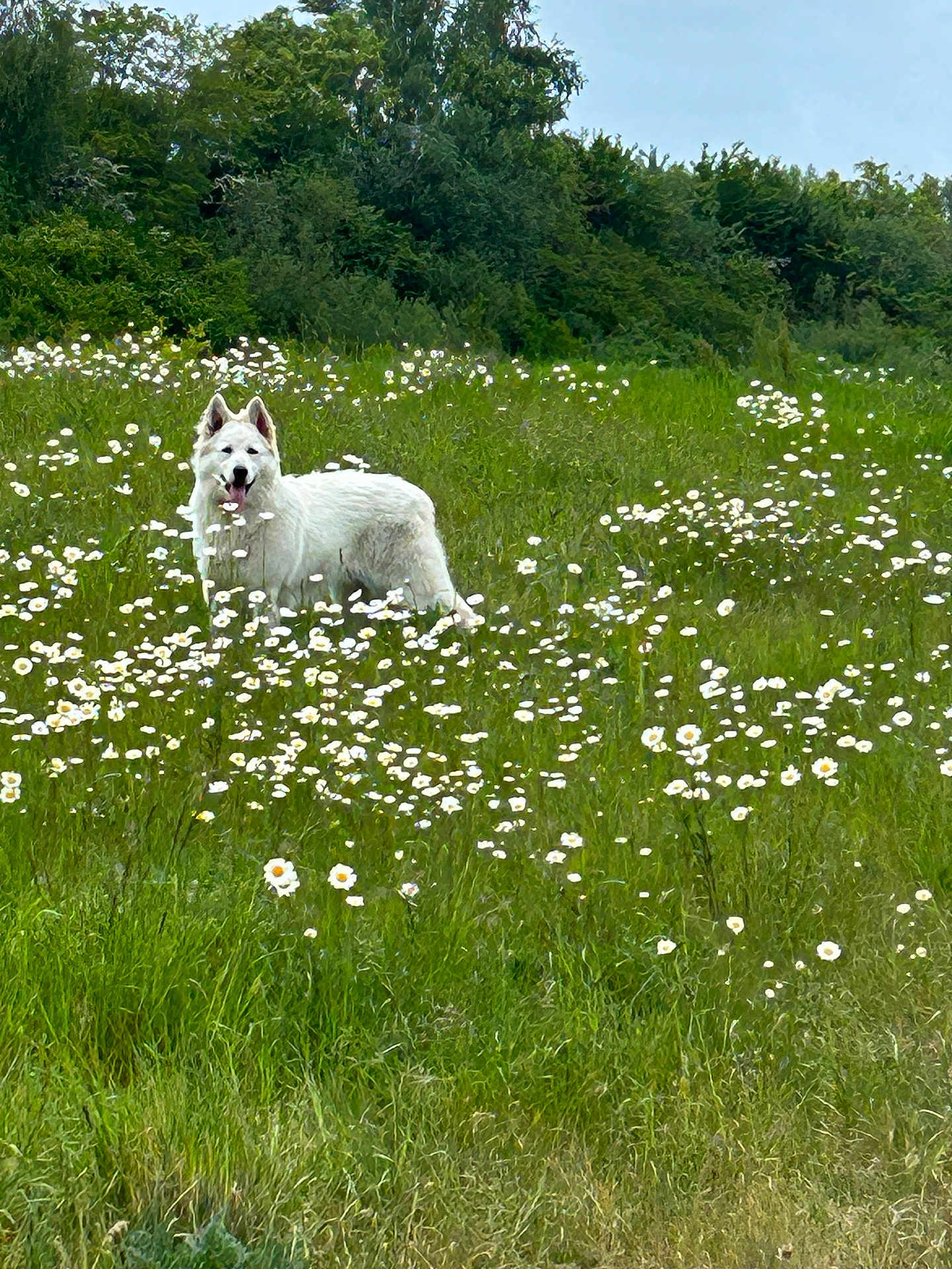 Viking a rejoint le concours — aidez-le/la à gagner de superbes lots ! dog, white_dog, meadow, flowers, daisies, grass, greenery, outdoor, nature, animal, canine, field, plants, summer, sunny, peaceful, scenery, wildflowers, trees, happy