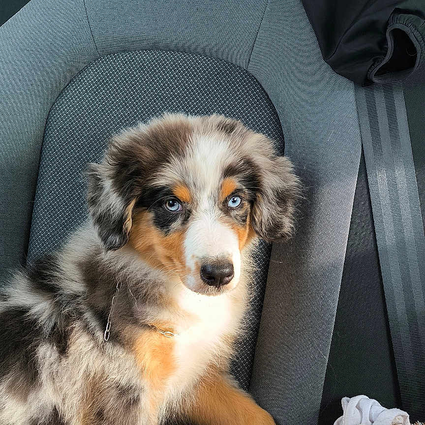 Gio participe au concours pour gagner de l'argent avec cette photo : accessories, adult, animal, belt, canine, car, car_interior, carseat, couch, cushion, dog, female, furniture, homedecor, person, pet, puppy, transportation, vehicle, woman