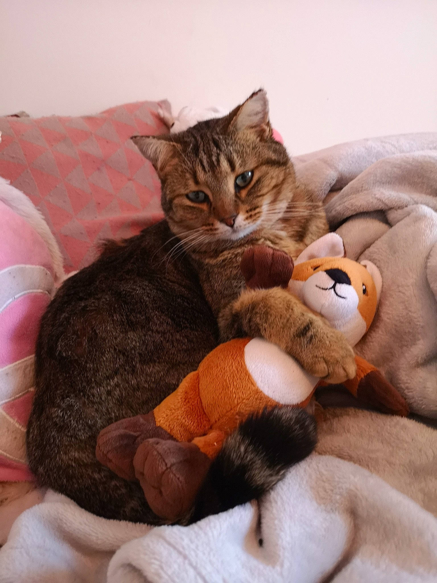 Grou participe au concours pour gagner de l'argent avec cette photo : american_shorthair, asian, bed, california_spangled, carnivore, cat, comfort, domestic_short_haired_cat, dragon_li, european_shorthair, felidae, fur, kitten, mammal, nap, paw, pixie_bob, small_to_medium_sized_cats, tabby_cat, whiskers