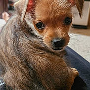 Zoe is registered to the contest to win money with this photo: adorable, animal, brown_fur, canine, close_up, companion, cute, dog, domestic_animal, facing_camera, furry, indoor, looking_back, pet, portrait, puppy, sitting, small_dog, soft_fur, young_dog
