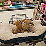 Zoe is registered to the contest to win money with this photo: aisle, brown_dog, collar, companions, cozy, cute, dog, floor, hand, indoor, pet_bed, pets, plates, retail, shelves, shopping, shopping_cart, shopping_trip, store, tumblers