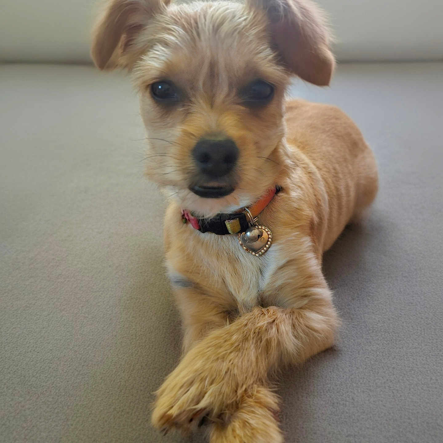 Zoe joined the competition — help win amazing prizes! animal, close_up, collar, companion, crossed_paws, cute, dog, domestic_dog, ears, furry, gray_surface, heart_pendant, indoor, laying_down, mammal, pet, portrait, relaxed, scruffy, small_dog