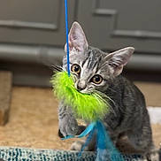 Willow joined the competition — help win amazing prizes! kitten, gray_tabby, cat, toy, playful, indoor, carpet, blue_string, green_fluffy_toy, curious, pet, animal, feline, young_cat, whiskers, ears, paws, close_up, floor, home