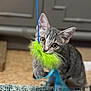 kitten, gray_tabby, cat, toy, playful, indoor, carpet, blue_string, green_fluffy_toy, curious, pet, animal, feline, young_cat, whiskers, ears, paws, close_up, floor, home