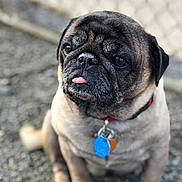 Putt Putt is registered to the contest to win money with this photo: animal, blurred_background, close_up, collar, companion, cute, dog, expression, face, fur, gravel, mammal, outdoor, pet, portrait, pug, sitting, small_dog, tag, tongue_out