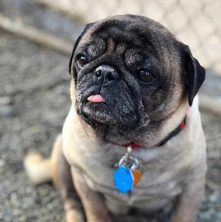 Putt Putt is registered to the contest to win money with this photo: animal, blurred_background, close_up, collar, companion, cute, dog, expression, face, fur, gravel, mammal, outdoor, pet, portrait, pug, sitting, small_dog, tag, tongue_out