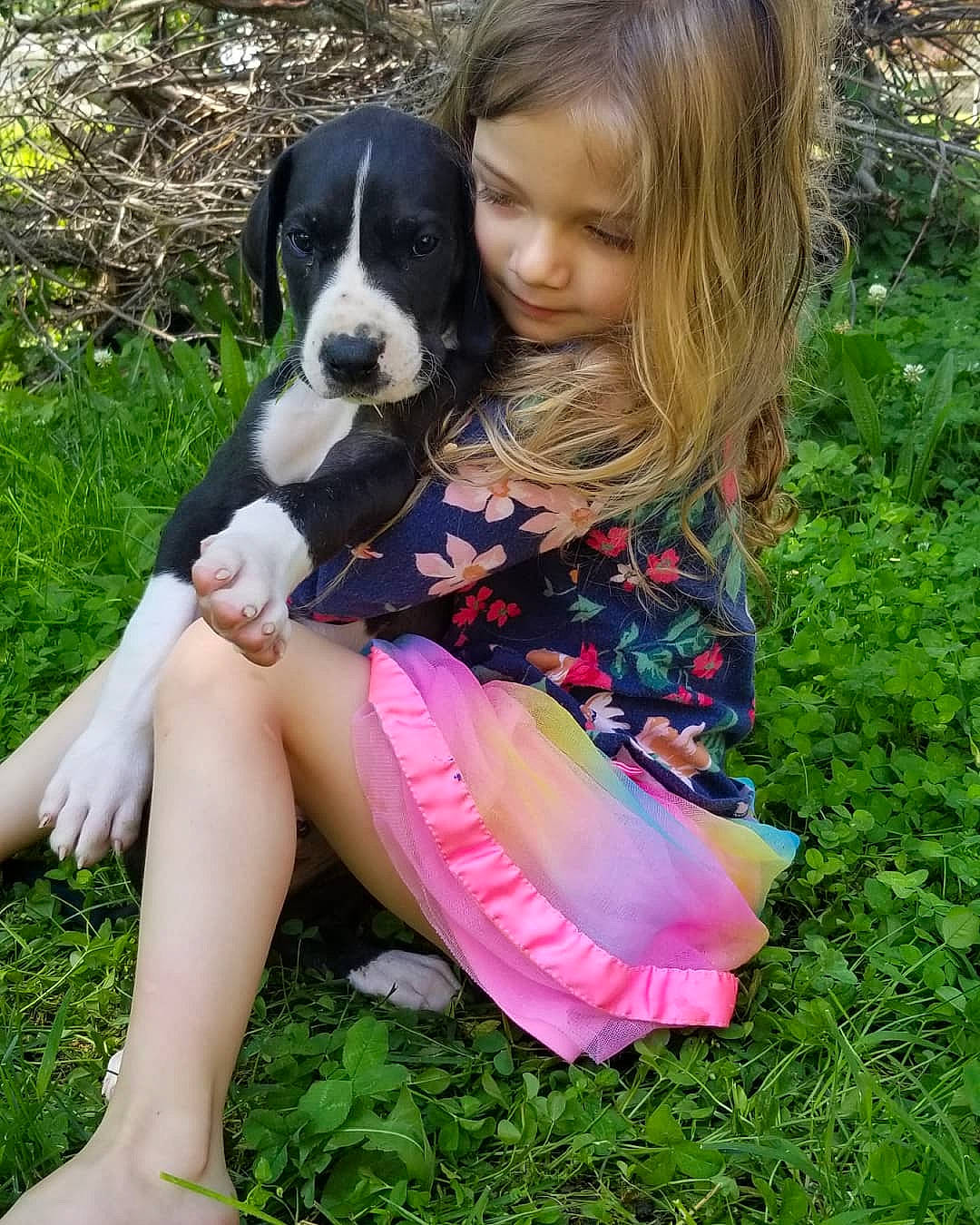 Leonidas joined the competition — help win amazing prizes! botany, canidae, carnivore, companion_dog, dog, dog_breed, fawn, grass, happy, human_leg, leisure, people_in_nature, plant, recreation, sitting, sporting_group, summer, thigh, toy, tree