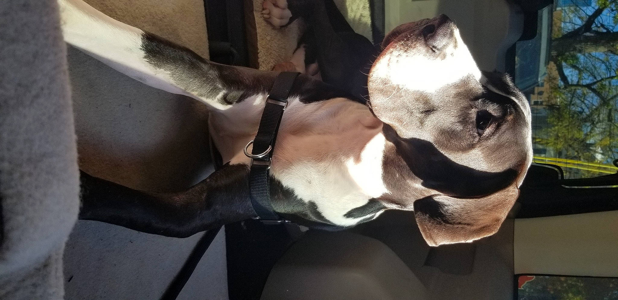 Leonidas joined the competition — help win amazing prizes! auto_part, carnivore, collar, comfort, companion_dog, dog, dog_breed, dog_collar, ear, fashion_accessory, fawn, fur, jaw, leash, liver, snout, sporting_group, tail, vehicle_door, working_animal