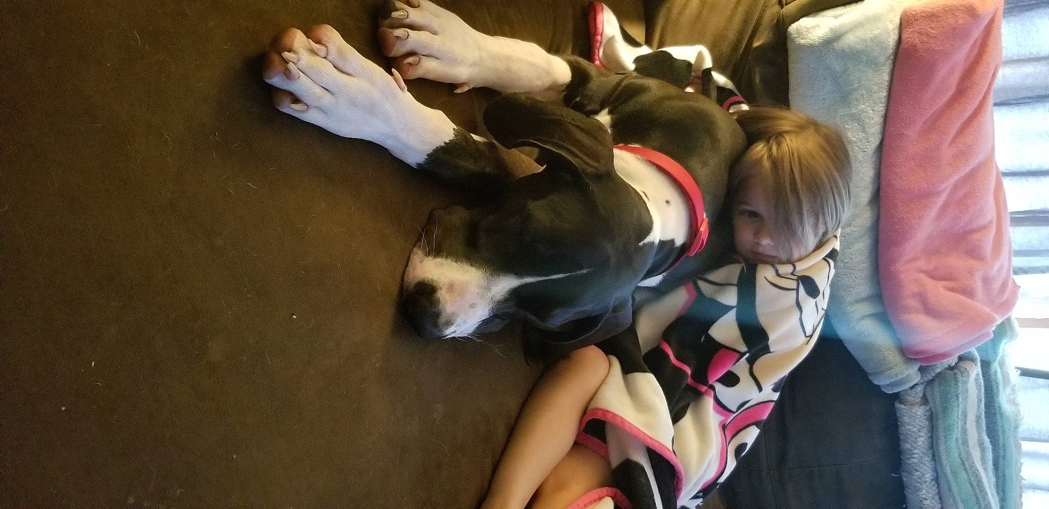 Leonidas joined the competition — help win amazing prizes! baby, baby_carriage, baby_products, carnivore, comfort, companion_dog, couch, dog, dog_breed, fawn, fun, fur, guard_dog, human_leg, lap, sitting, sporting_group, tail, thigh, toddler