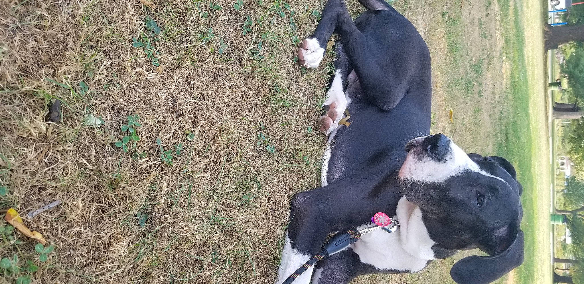 Leonidas joined the competition — help win amazing prizes! adventure, boston_terrier, canidae, carnivore, collar, companion_dog, dog, dog_breed, dog_collar, fawn, grass, groundcover, leash, snout, soil, sporting_group, tail, vertebrate, working_animal, working_dog