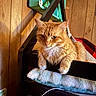cat, orange_tabby, pet, feline, fur, bed_frame, blanket, wood_paneling, indoor, cozy, curious, relaxed, animal, whiskers, claws, paw, household, cushion, soft_texture, domestic