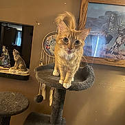Nala joined the competition — help win amazing prizes! cat, orange_tabby, cat_tree, indoor, pet, feline, curious, standing, gray, dreamcatcher, wolf_figurine, mirror, framed_painting, wooden_frame, wall, decor, eyes, ears, tail, fur