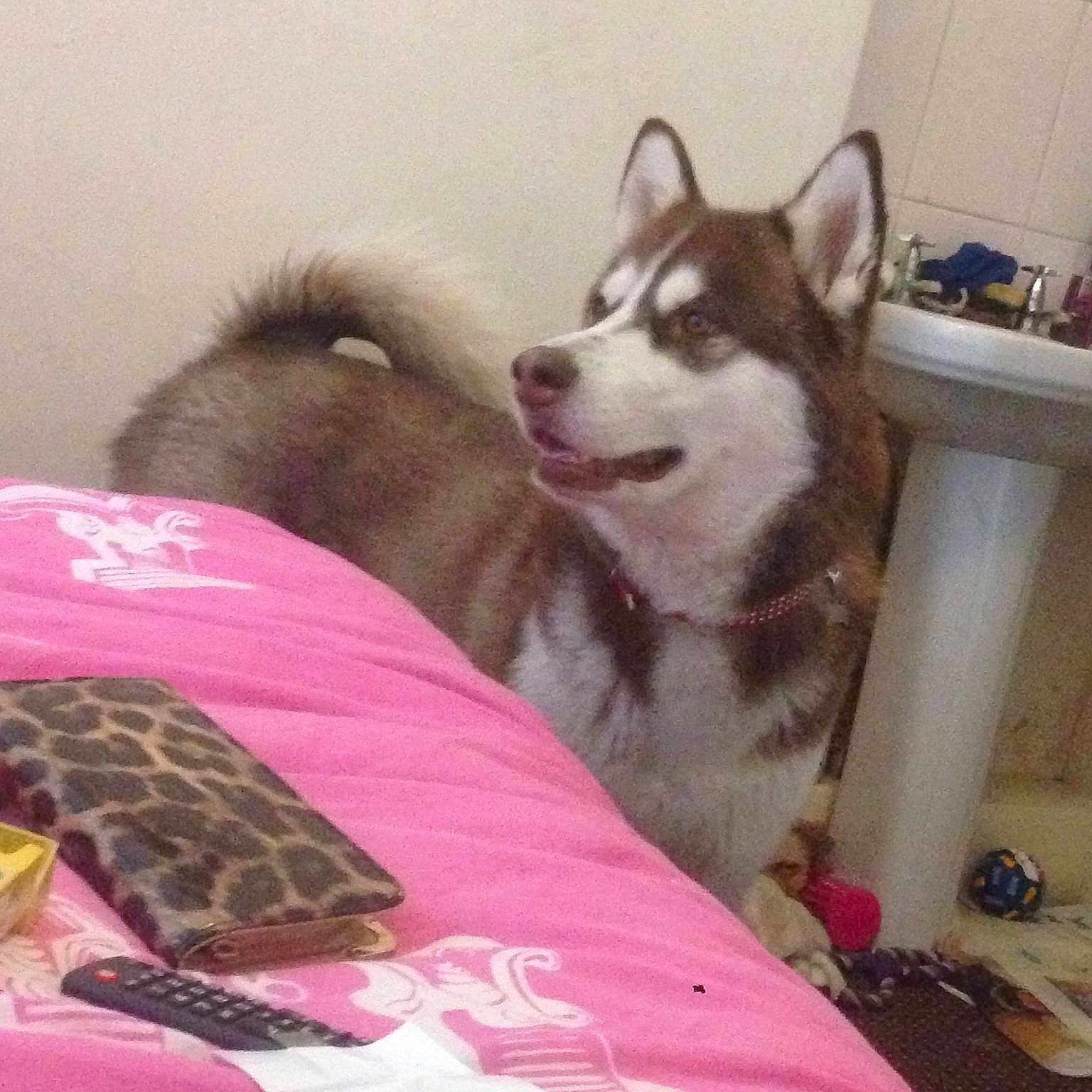 Mya