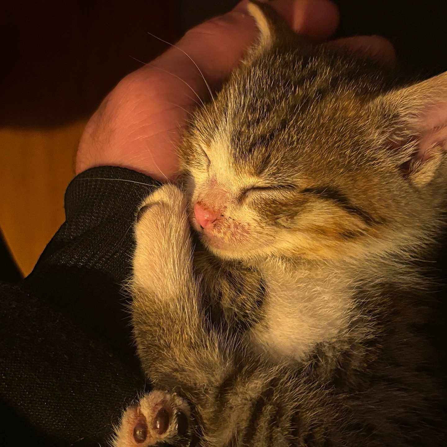 Nala participe au concours pour gagner de l'argent avec cette photo : abyssinian, animal, bodypart, cat, couch, finger, furniture, hand, kitten, manx, person, pet