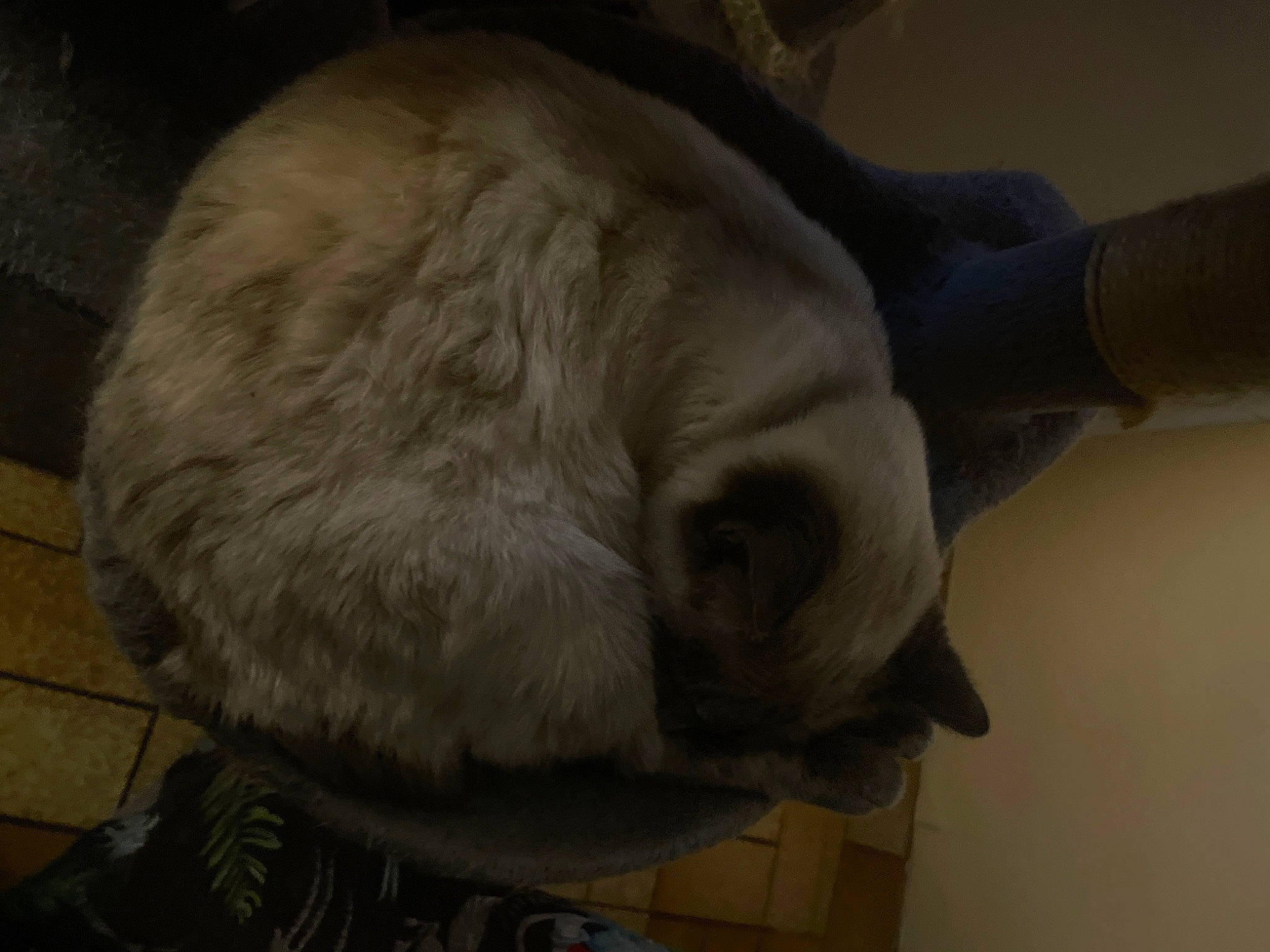 Marquise a rejoint le concours — aidez-le/la à gagner de superbes lots ! canidae, carnivore, companion_dog, dog, dog_breed, ear, fawn, felidae, flooring, fur, gesture, jaw, pug, snout, sporting_group, tail, terrestrial_animal, whiskers, working_animal, wrinkle