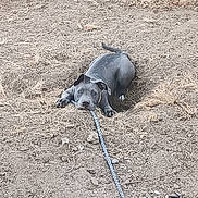 Bella is registered to the contest to win money with this photo: dog, puppy, gray_dog, outdoor, grass, dry_grass, rope_toy, leash, collar, lying_down, playful, portrait, animal, pet, fenced_yard, backyard, ground, ears, eyes, tug_of_war