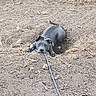 dog, puppy, gray_dog, outdoor, grass, dry_grass, rope_toy, leash, collar, lying_down, playful, portrait, animal, pet, fenced_yard, backyard, ground, ears, eyes, tug_of_war