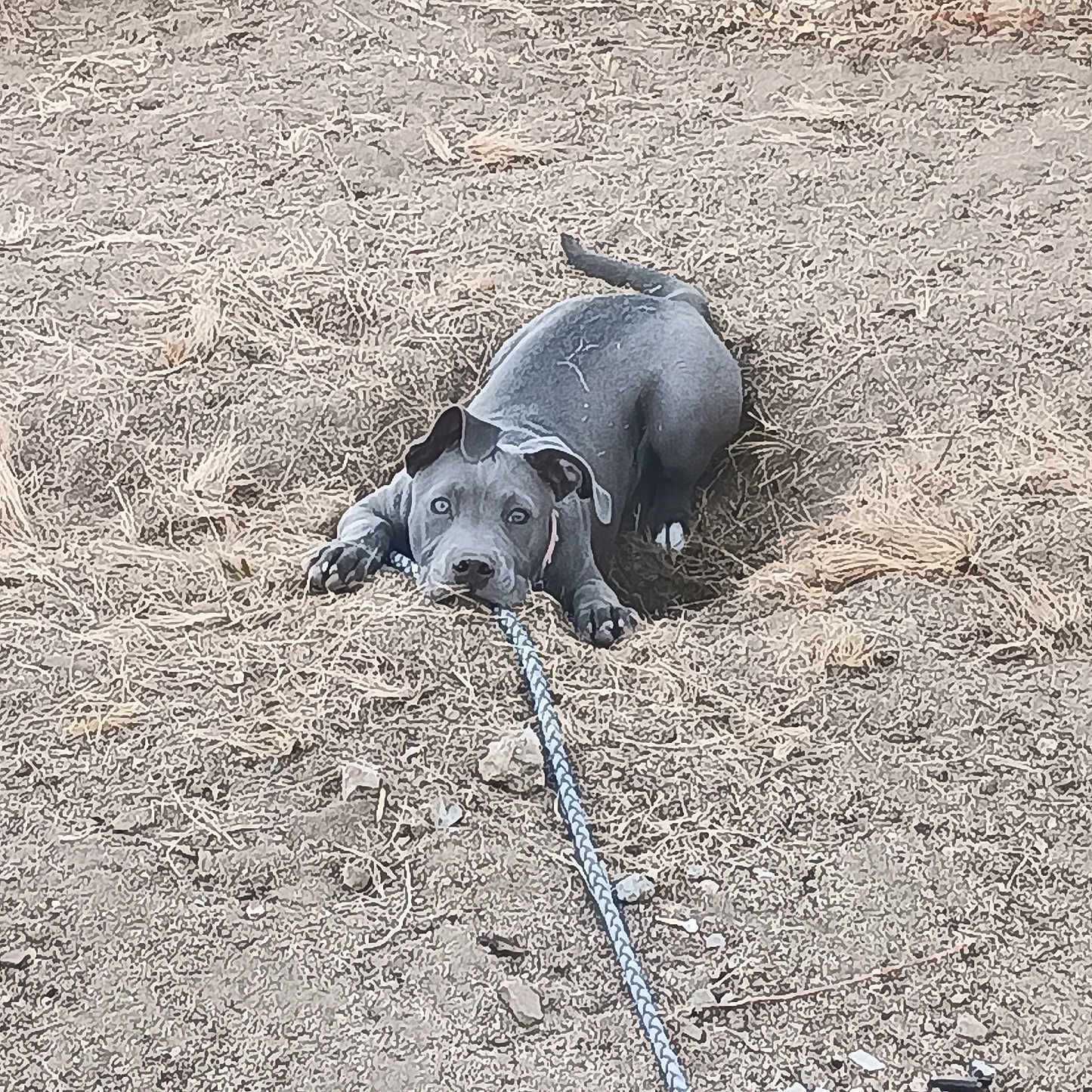 Bella