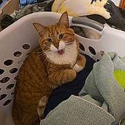 Bennie is registered to the contest to win money with this photo: cat, orange_tabby, laundry_basket, towels, indoor, pet, feline, cozy, resting, curled_up, white_markings, whiskers, ears, fur, domestic_animal, household, comfort, cute, animal, relaxed