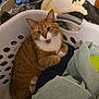 cat, orange_tabby, laundry_basket, towels, indoor, pet, feline, cozy, resting, curled_up, white_markings, whiskers, ears, fur, domestic_animal, household, comfort, cute, animal, relaxed