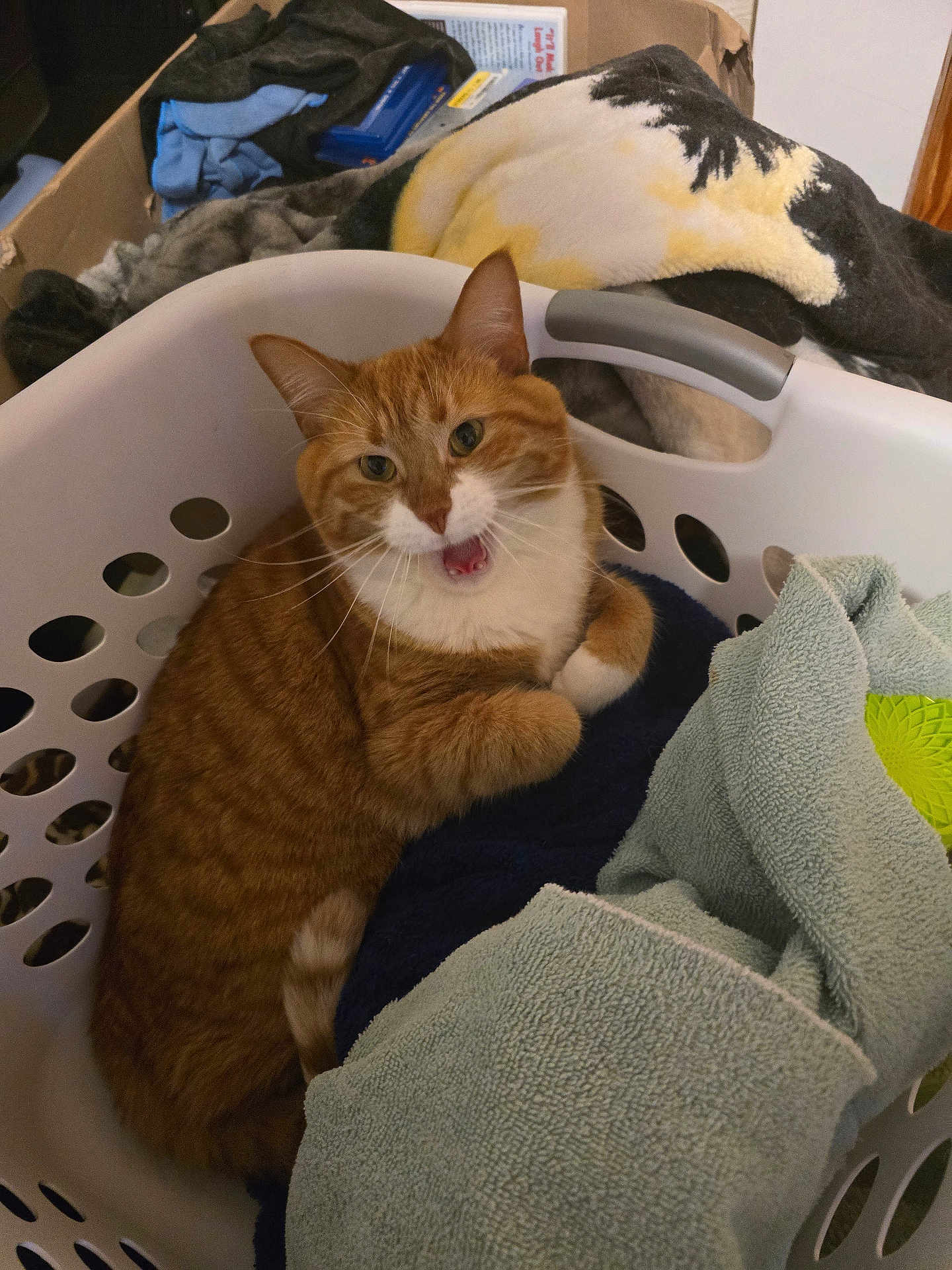 Bennie is registered to the contest to win money with this photo: cat, orange_tabby, laundry_basket, towels, indoor, pet, feline, cozy, resting, curled_up, white_markings, whiskers, ears, fur, domestic_animal, household, comfort, cute, animal, relaxed
