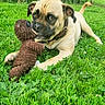 dog, grass, toy, stuffed_animal, outdoor, pet, playful, brown, greenery, garden, fence, collar, animal, canine, laying_down, cute, nature, summer, young_dog, domestic_animal