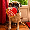 Doug a rejoint le concours — aidez-le/la à gagner de superbes lots ! dog, toy, indoor, pet, curtains, door, floor, tile_floor, red, yellow, brown_dog, sitting, looking, home, natural_light, expressive_eyes, collar, window, plush_toy, background